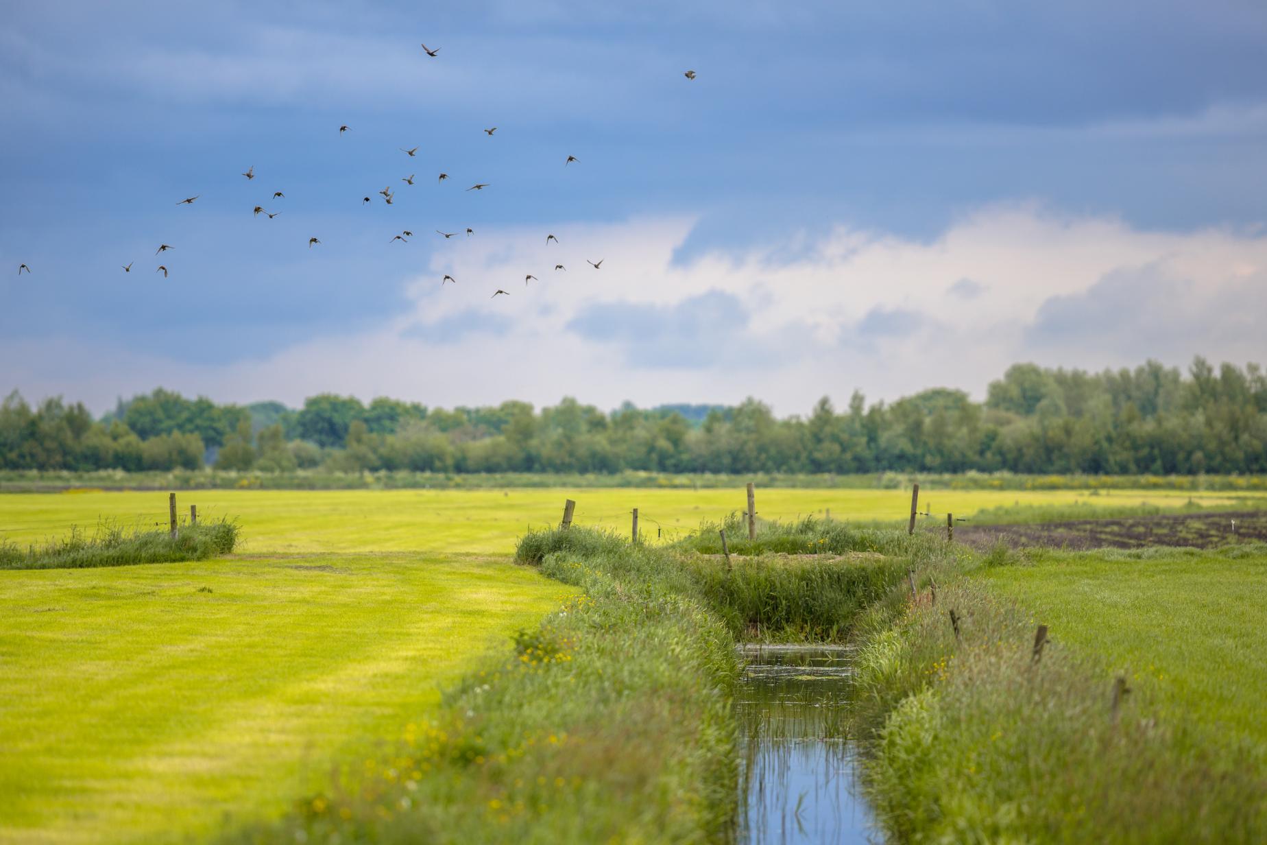 agricultural-landscape-netherlands-2021-08-26-16-38-02-utc