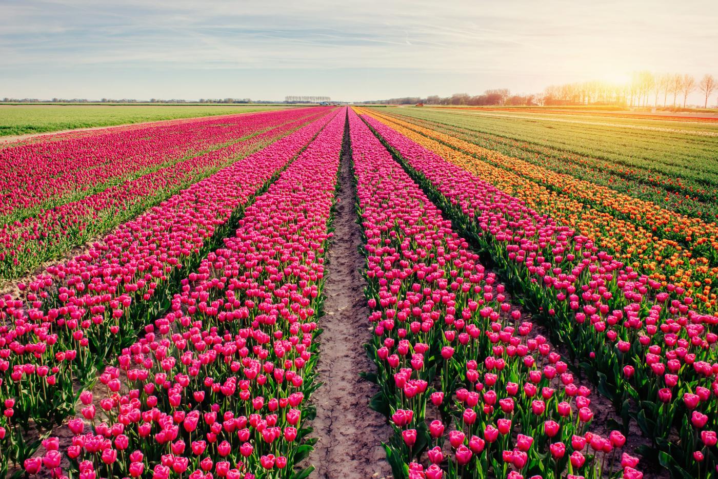 beautiful-tulips-field-in-the-netherlands-holland-2021-08-29-09-42-49-utc